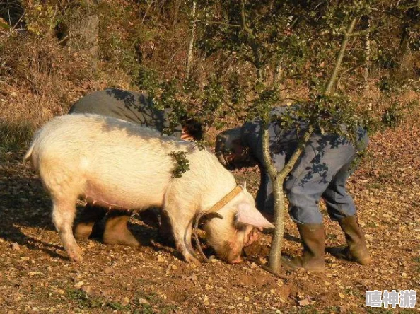 女人与公豬交交:探讨人与动物之间的奇特关系及其背后的文化现象和伦理思考 女人与公豬交交:探讨人与动物之间的奇特关系及其背后的文化现象和伦理思考