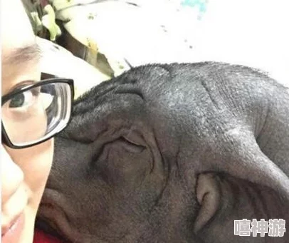 女人与公豬交交:探讨人与动物之间的奇特关系及其背后的文化现象和伦理思考 女人与公豬交交:探讨人与动物之间的奇特关系及其背后的文化现象和伦理思考