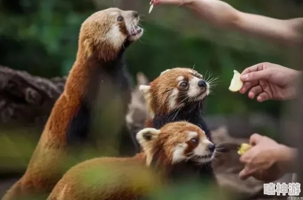 ZoomZookeeper动物:与野生动物亲密接触,感受自然的奇妙魅力和保护意识 ZoomZookeeper动物:与野生动物亲密接触,感受自然的奇妙魅力和保护意识