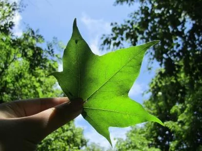 含羞草实验所隐藏2024：人工智能与可持续发展的交汇点如何影响未来科技创新？