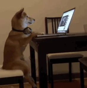 ZoomDogs and humans：在虚拟会议中，宠物如何成为人类的最佳伙伴与情感支持者，共同应对远程工作的挑战与乐趣