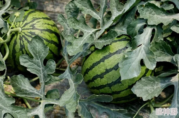 五一吃瓜免费版iOS：畅享假期美食，尽情体验无广告的清新界面与丰富功能，让你的五一更加精彩！