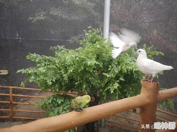 荷兰大白肥屁股BBBBBB：网友热议其可爱形象，纷纷表示想要养一只这样的宠物，甚至有人调侃称其为“萌界新星”！