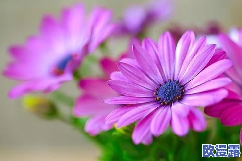 校园pop1∨1h温软冷意：在青春的旋律中感受心灵的共鸣与成长的力量