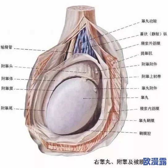 怎么玩睾丸无害但痛：了解相关知识与技巧，确保安全与舒适的体验方法分享