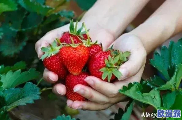 草莓丝瓜草莓芭乐鸭脖奶茶的寓意和象征：探讨其在现代饮食文化中的独特地位与情感表达