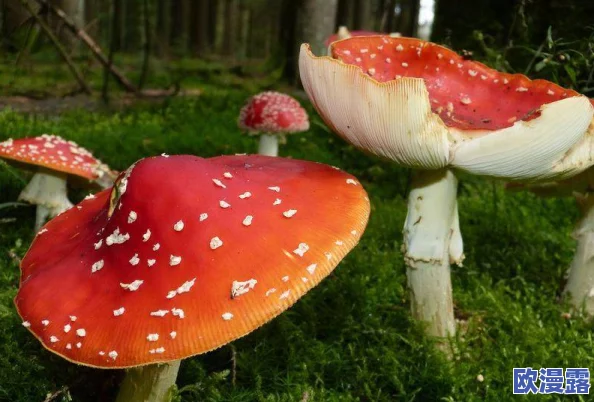 蘑菇头顶开花缝，奇特现象引发科学家关注与研究，揭示自然界的神秘之美与生态平衡的重要性