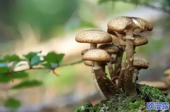 蘑菇头顶开花缝，奇特现象引发科学家关注与研究，揭示自然界的神秘之美与生态平衡的重要性