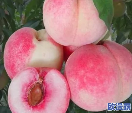 一区二区三区水蜜桃的甜美风味与种植奥秘全解析
