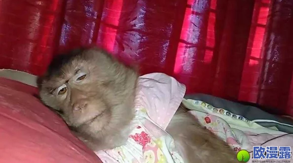 生猴子不盖被子视频：探讨猴子习性与环境适应性对生活行为的影响与分析