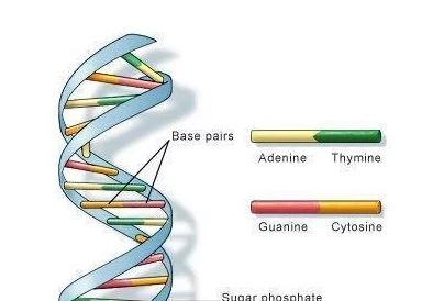 欧洲人与亚洲人的DNA对比：解析遗传信息差异与相似性对人类起源的影响