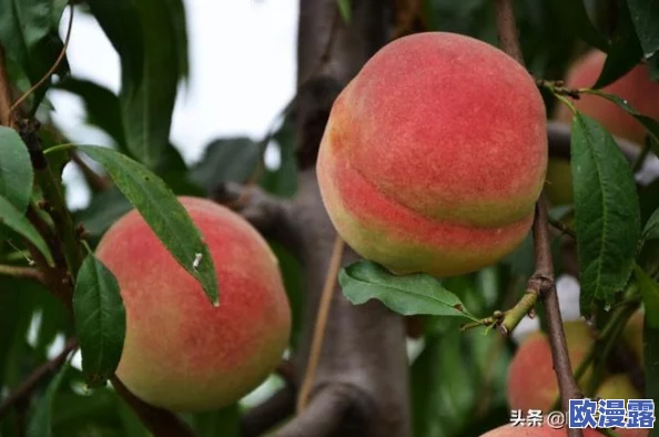 蜜桃www视频高清在线观看：最新动态与观众反馈，带你了解更多精彩内容与观看体验！