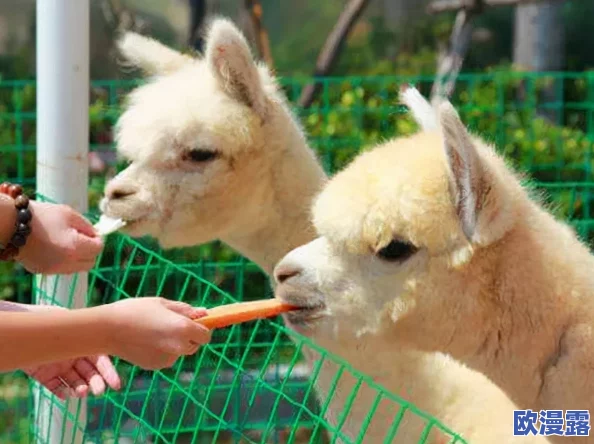 最新的Zoom动物马牧场：全新互动体验上线，带你近距离观察可爱马匹生活与训练过程