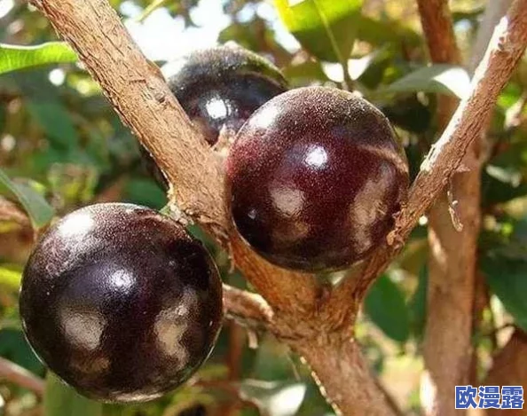 果冻系列 mp4：探讨果冻的制作工艺与多样化口味对消费者偏好的影响及市场趋势分析