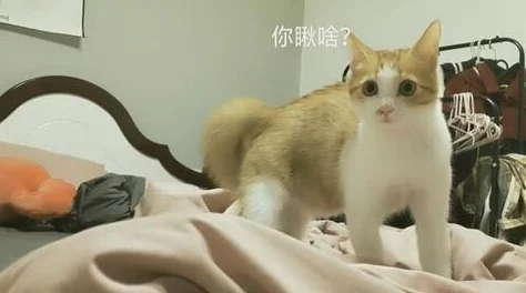 柚子猫小僵尸黑料爆料：传闻其与多位明星私下交往，背后隐藏不为人知的秘密和争议！