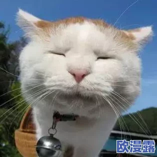 小花园想夹东西怎么办？听说邻居家的猫咪最近频繁出入，似乎在寻找什么秘密宝藏！