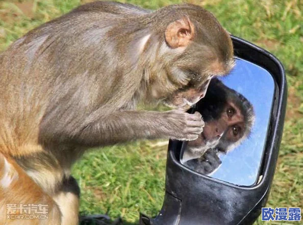 二人生猴子的全程无盖被子：讨论人类与动物的亲密关系及其对心理健康的影响