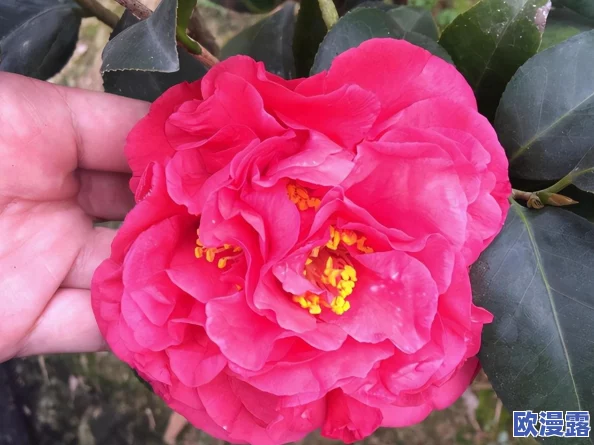 牡丹色主线最新主线：基于多维度分析的市场趋势与发展前景研究报告