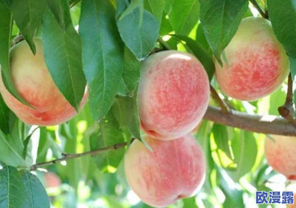 c7红桃 视频:探讨红桃的营养价值、种植技巧以及在烹饪中的多样用途和健康益处 c7红桃 视频:探讨红桃的营养价值、种植技巧以及在烹饪中的多样用途和健康益处