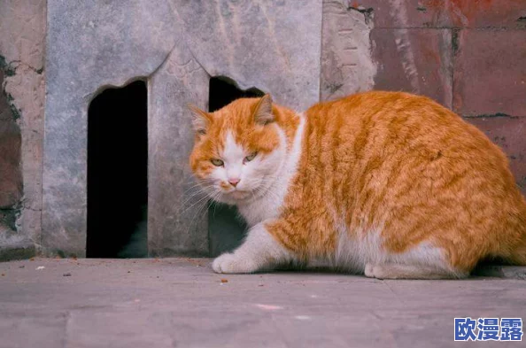 探寻Inari故乡的神秘宝藏：传奇黄猫的故事揭晓