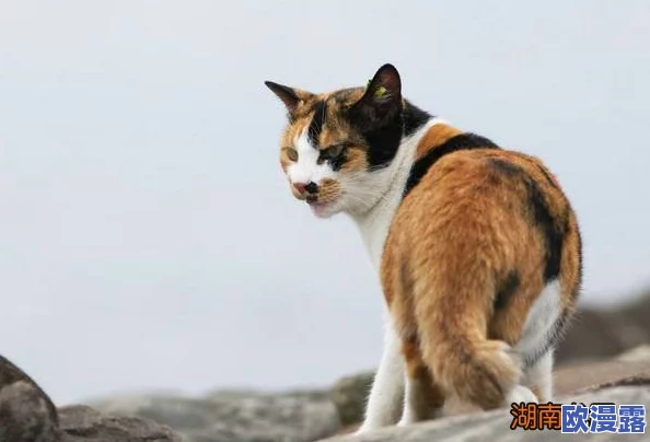 猫咪www最新地域网名怎么取？震惊！这些独特的创意竟让猫咪网名瞬间走红！