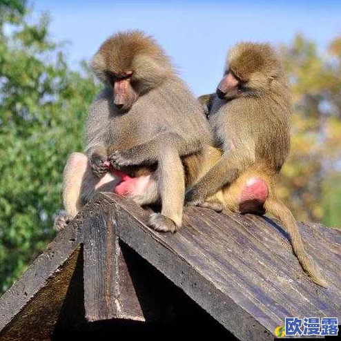 两人生猴子不盖被子的图片引发热议，网友纷纷讨论其背后的深意与趣味性