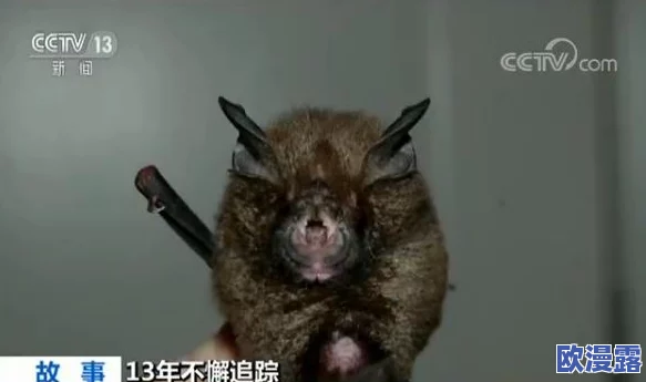 无人区编码6229蝙蝠:科学家发现其神秘行为背后藏着颠覆生物学的新理论,震惊全球! 无人区编码6229蝙蝠:科学家发现其神秘行为背后藏着颠覆生物学的新理论,震惊全球!