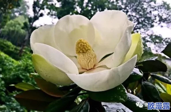 亭亭玉立的荷花国色天香,竟然被评为全球最美花卉,引发全国花卉爱好者热议! 亭亭玉立的荷花国色天香,竟然被评为全球最美花卉,引发全国花卉爱好者热议!