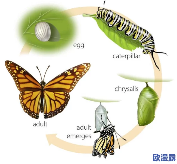 阴脣肥大的图示蝴蝶：新发现揭示其独特生态习性与生存策略的最新研究成果