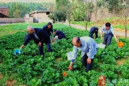 儿子辛勤耕耘母亲的土地：家庭农耕文化的传承与生态农业的未来发展如何相辅相成
