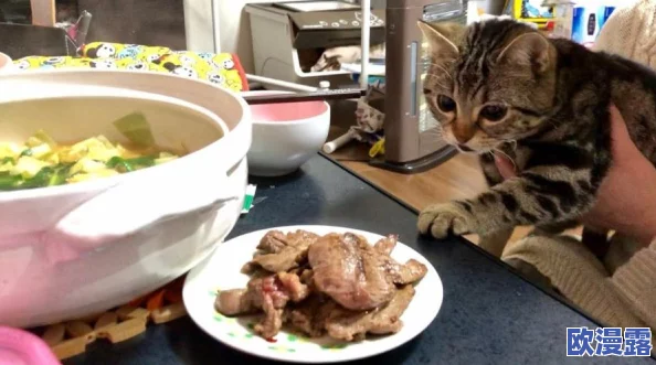 色猫视频：最新动态揭示了猫咪的趣味生活与精彩瞬间，带你领略萌宠的无限魅力与欢乐时光！