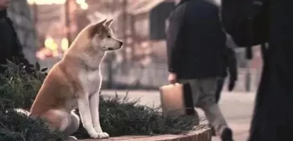 狗爷城中村国际在线观看:震撼来袭,超高人气引发热议,网友纷纷点赞狂欢! 狗爷城中村国际在线观看:震撼来袭,超高人气引发热议,网友纷纷点赞狂欢!