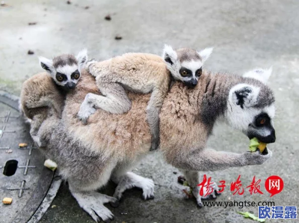 宠物风暴游戏攻略：全面解析如何高效进阶你的萌宠战队