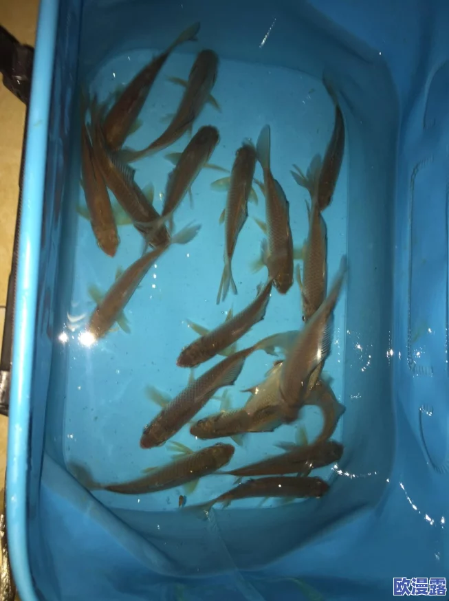 逍遥诀手游攻略：探索最强身份选择，深度分析哪个加成更高效