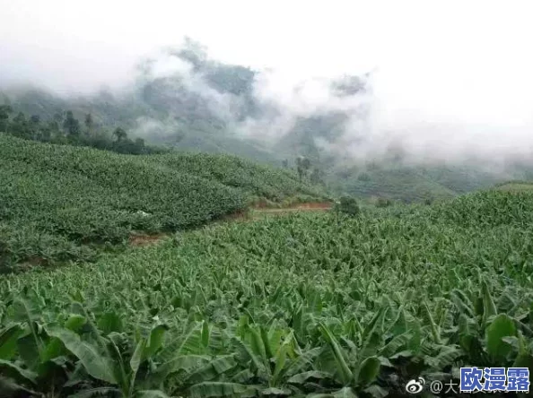 香蕉视频视频禁止18：最新动态显示该平台加强了对内容的审核，确保未成年人无法访问不当视频