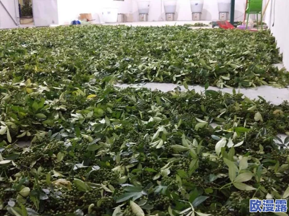 《口袋联盟》深度解析图鉴系统介绍：全面探索图鉴功能一览与玩法