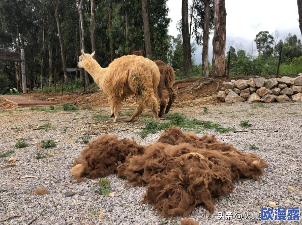 探索最新的免费国内网址在线观看，畅享丰富多彩的视频资源