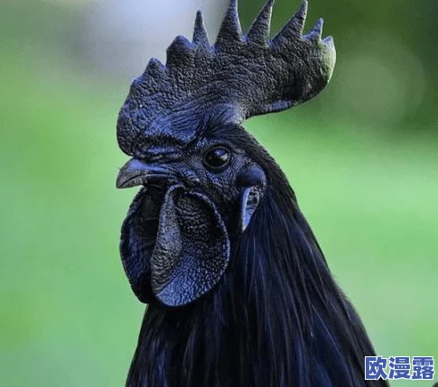 鸡鸡对鸡鸡的桶，真是个奇特的组合，让人忍不住想要了解更多背后的故事