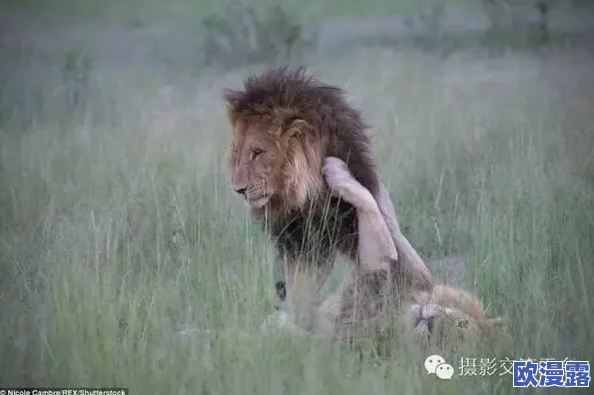 配种强行很爽的视频通过分享积极向上的内容,我们可以更好地理解生命的奇妙与自然的和谐,促进人与自然的和谐共生 配种强行很爽的视频通过分享积极向上的内容,我们可以更好地理解生命的奇妙与自然的和谐,促进人与自然的和谐共生