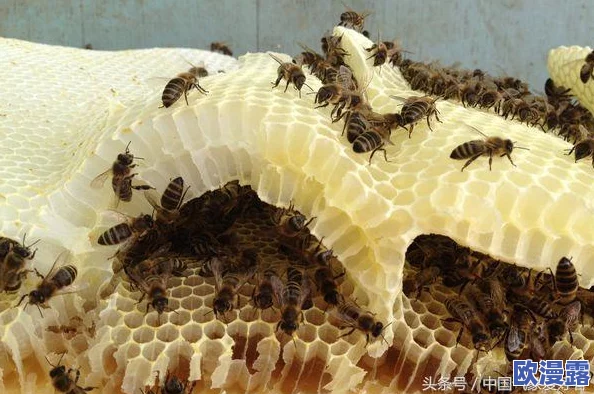 炉石传说：剧毒科学家流派前瞻，毒猪配合无解？探寻万能解毒策略