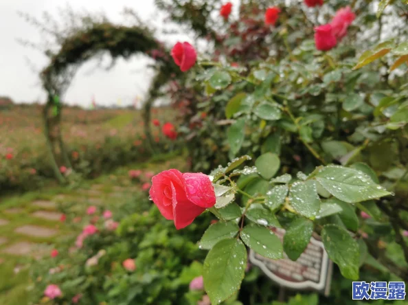 探索仙境传说RO手游：揭秘玩家为何嘴里咬着玫瑰花的独特风情